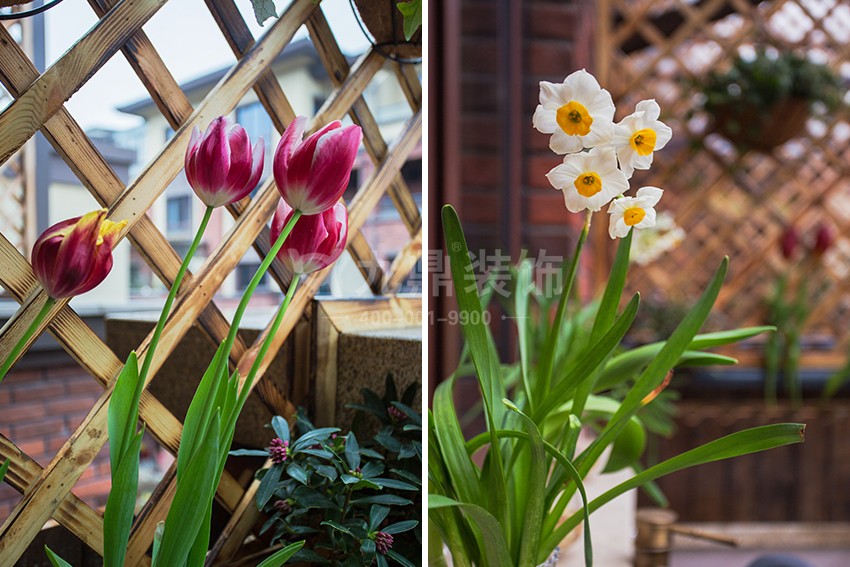 花園植物.jpg 花園植物.jpg