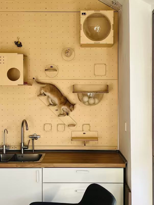 適我并適它,人寵共居的理想家,到底什么樣? 適我并適它,人寵共居的理想家,到底什么樣?